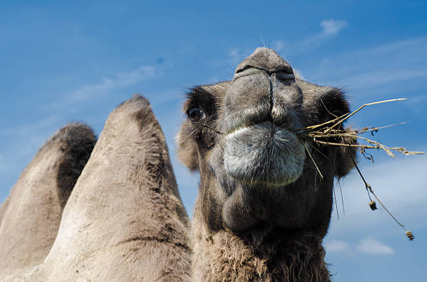 istock Camel chews on a bunch of grass 485081430