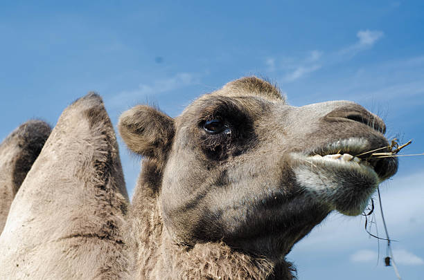 camello mastica en un racimo de hierba - wilde animal fotografías e imágenes de stock