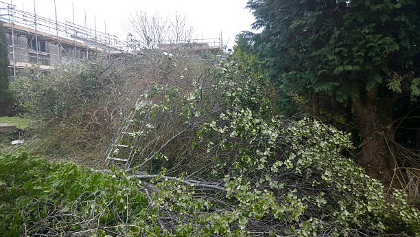 istock Cut down trees and bushes in garden 485082037