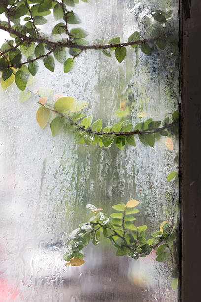 istock beautiful vine climb on glass window 485082148