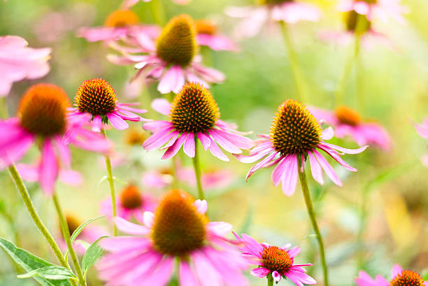 istock Wild coneflowers in the sunlight 485082450