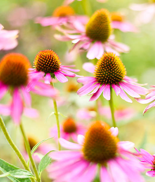 istock Summer wildflowers in the sun 485082454