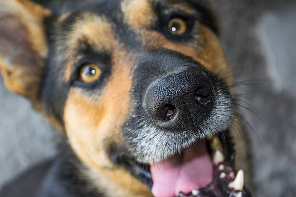 istock Close up dog face funny 485086768