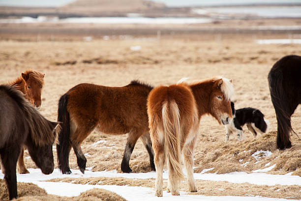 istock Icelandic horses on a meadow 485087228