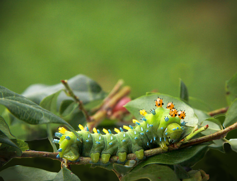 Cecropia Moth Caterpillar attached to branch of a blueberry bush