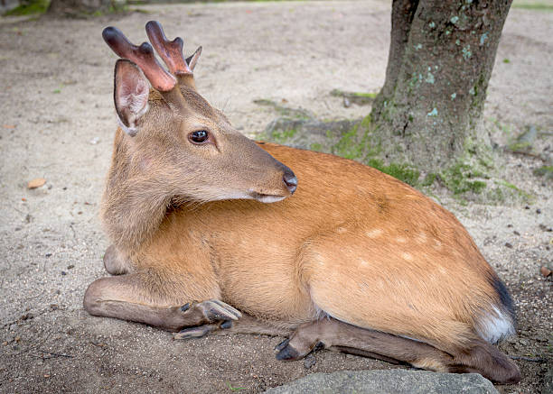 istock Famous Japanese deer on Miyajima island 485087462