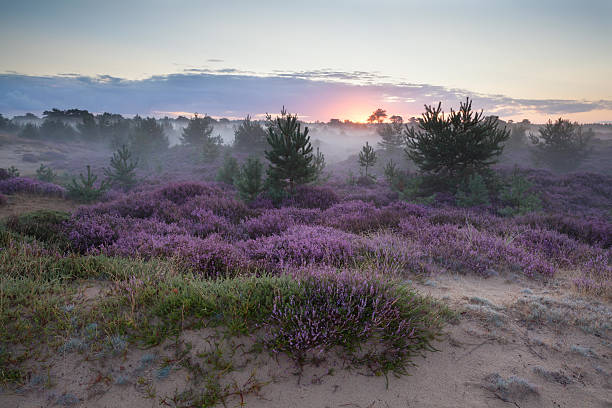 istock misty sunrise on sand dunes with heather flowers 485088464
