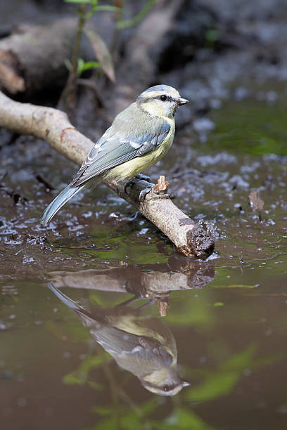 istock Eurasian blue tit (Cyanistes caeruleus) at a waterhole 485088596