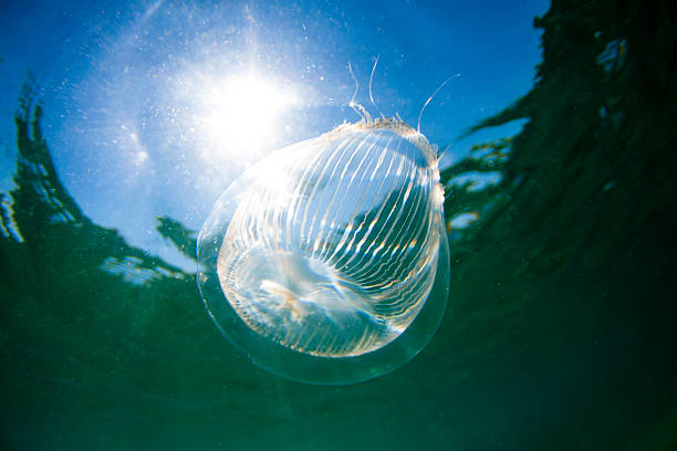 120+ Crystal Jellyfish Stock Photos, Pictures & Royalty-Free