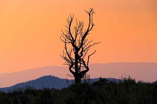 Lone Tree on Ridge at Sunset - Colorful vibrant sunset due to forest fire smoke in air.  Colorado wildfire, USA.