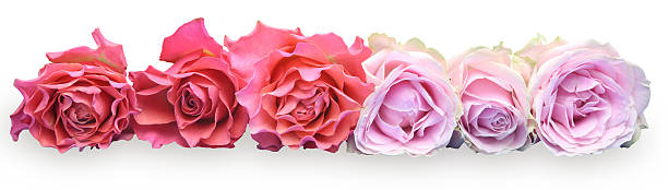 istock Bouquet of roses 485091834