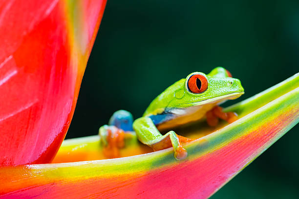 Red-Eyed Tree Frog climbing on heliconia flower, Costa Rica animal stock photo
