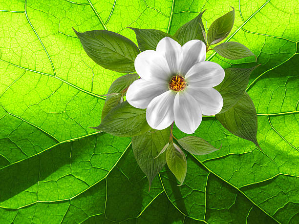 flower on  green floral background