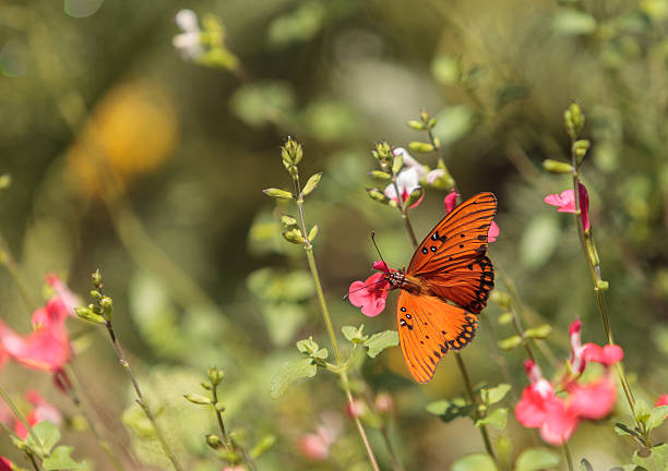 istock Gulf fritillary, Agraulis vanillae 485095086