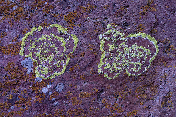 istock Eyes of Lichen 485097760