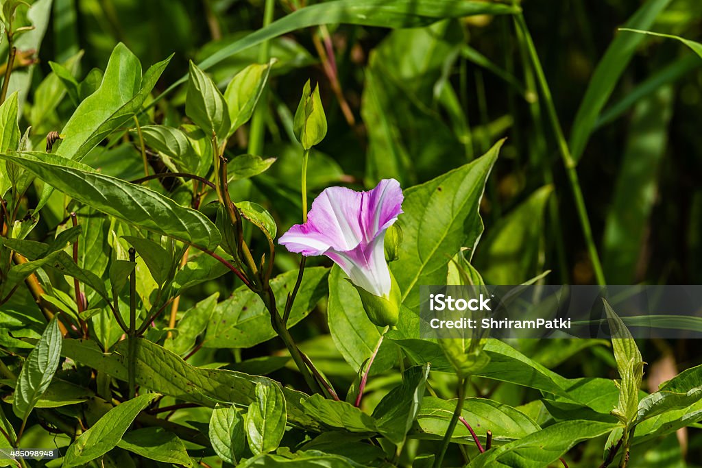 Pink Bindweed flower Beautiful pink bindweed flower lit up under natural sun light 2015 Stock Photo