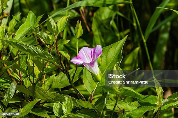 Pink Bindweed Flower Stock Photo - Download Image Now - 2015, Beauty, Beauty In Nature