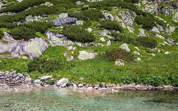 istock Tarn at High Tatras, Slovakia 485100336