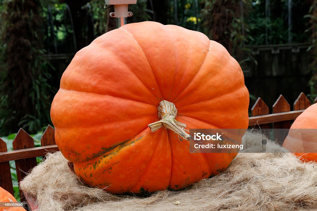 big pumpkin a big pumpkin in the garden 2015 Stock Photo