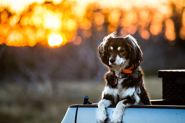 istock Dog in front of a Sunset 485101612