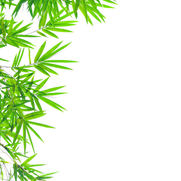 istock Bamboo leaves isolated on white background 485101670
