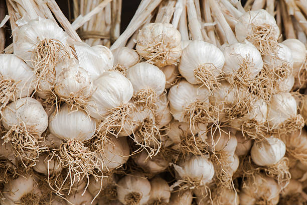 aglio appendere di asciutto nelle verdure biologiche - leidschendam foto e immagini stock