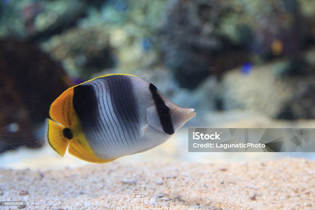Threadfinbutterfly Fish Threadfin Butterflyfish Chaetodon Auriga Stock Photo - Download Image ...