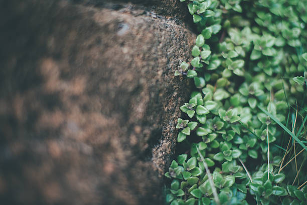 plant of stone