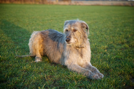 Scruffy grey lurcher laying in the grass looking into the distanc