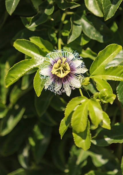 istock Purple and white passionflower 485111060