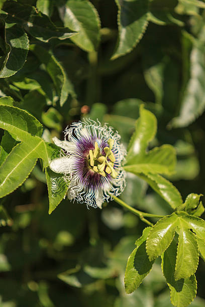 istock Purple and white passionflower 485111062