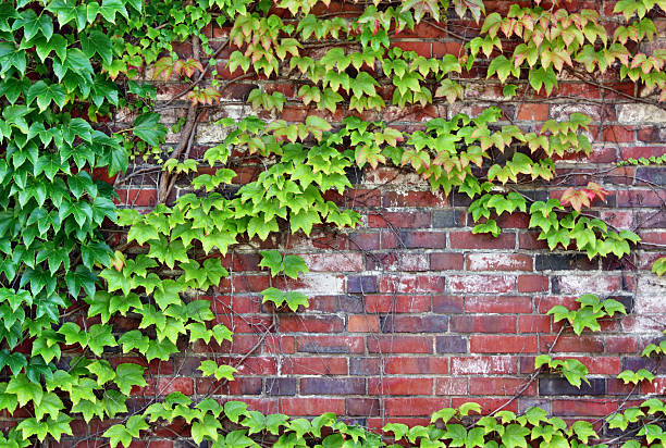 istock Wall castle green ivy plants 485111085