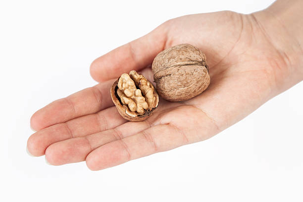 istock Woman hand holding walnuts 485111294