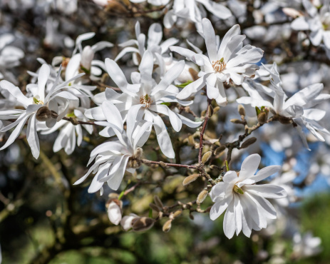 A magnolia tree in full bloom. Shot with a Canon 5D Mark IV.