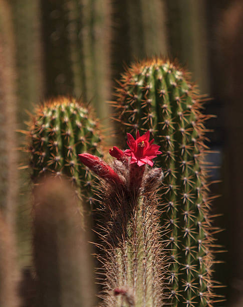 cato flor vermelha. - single flower flower cactus hedgehog cactus imagens e fotografias de stock