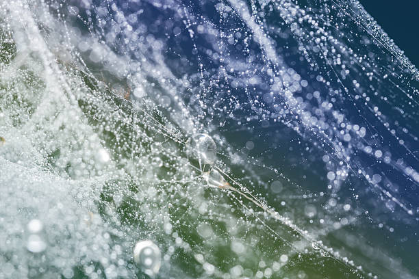 Spider web with water drops stock photo