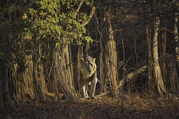 Image of an Asiatic Lion in Gir Forest at Sasan Gir, Gujarat, India