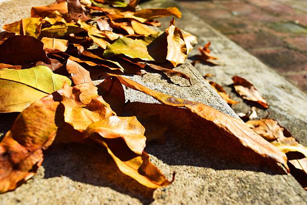 istock Red, yellow and orange autumn leaves fall background 485113898