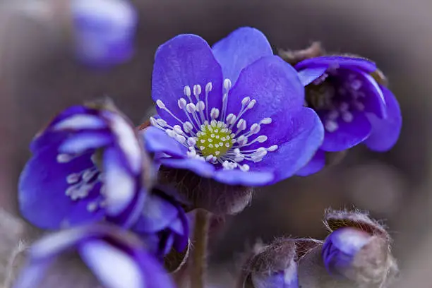 Close up of a Blue anemone. A great sign in the Spring in Scandinavia