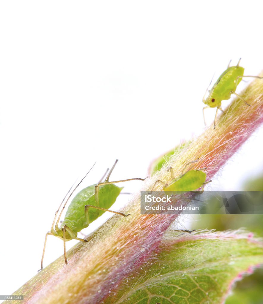 The Green aphids. The Green aphids on rose footstalk. Garden pest. Agriculture Stock Photo