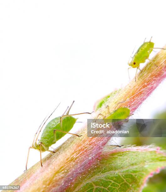 The Green Aphids Stock Photo - Download Image Now - Agriculture, Animal, Animal Wildlife