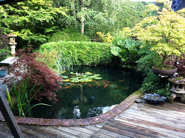 bild eines koi-teich im inneren garten - water lily lily water water garden stock-fotos und bilder