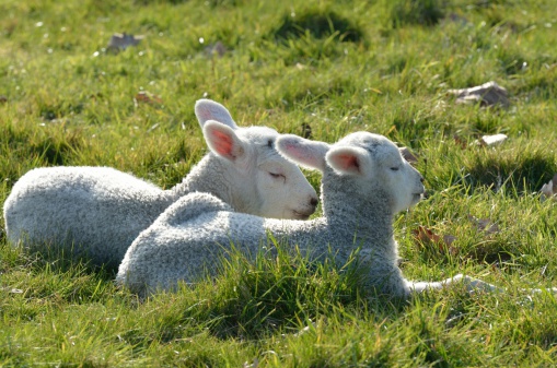 Two lambs lying in field