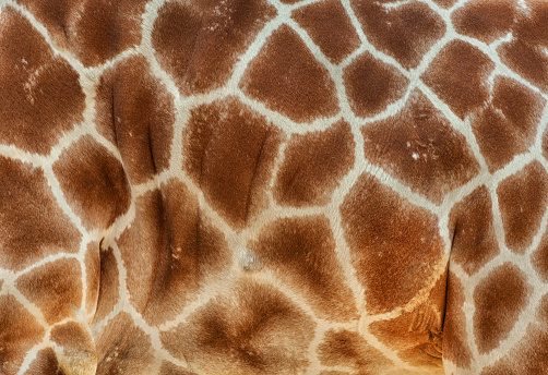 Giraffe Skin (Giraffa camelopardalis)