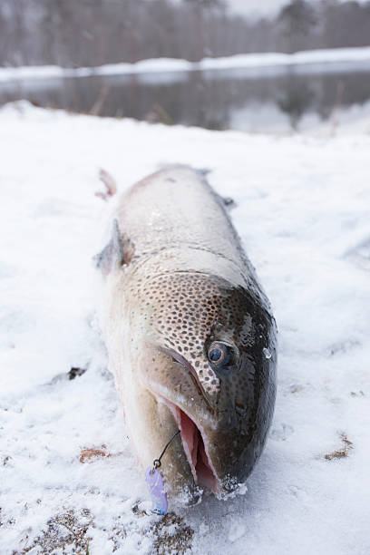 istock Japanese huchen that was caught. 485115083