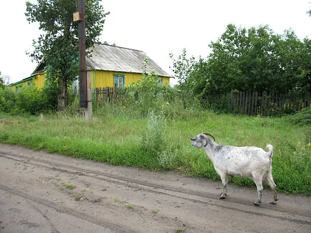 There are rural road and nanny-goat