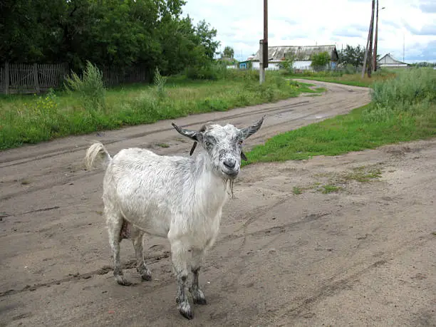 There are rural road and nanny-goat. Summer