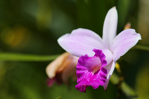 One purple and white fuchsia orchid flower in tropical forest of Costa Rica 