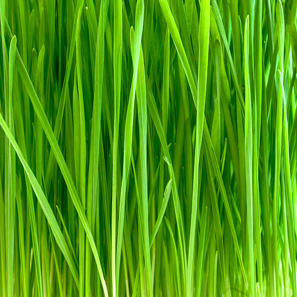 もやしのグリーン - ground green wheatgrass isolated ストックフォトと画像