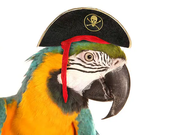 Photo of pirate macaw parrot